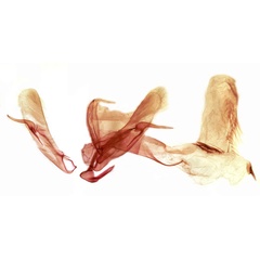 /filer/webapps/moths/media/images/P/pallescens_Proxenus_GMHT_TMSA_3571.jpg