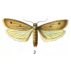 /filer/webapps/moths/media/images/B/bipunctella_Idiopteryx_HT_Rebel_1-3.jpg