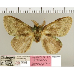 /filer/webapps/moths/media/images/P/pinheyi_Crestonica_HT_NMB.jpg