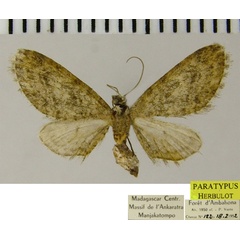 /filer/webapps/moths/media/images/M/multiplex_Eupithecia_PTF_ZSM_02.jpg