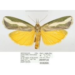 /filer/webapps/moths/media/images/S/sganzini_Sindris_AF_ANHRTa.jpg
