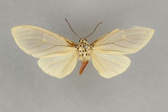 Amerila fuscivena