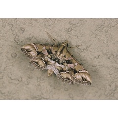 /filer/webapps/moths/media/images/L/lunalis_Diasemia_A_Roland_01.jpg