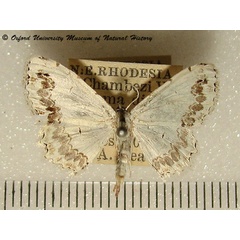 /filer/webapps/moths/media/images/T/tricommata_Scopula_A_OUMNH.jpg