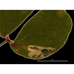 /filer/webapps/moths/media/images/M/melliferae_Acalyptris_mine_RMNH.jpg