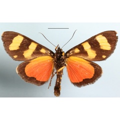 /filer/webapps/moths/media/images/A/atriventralis_Heraclia_A_MGCLb_01.JPG