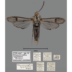 /filer/webapps/moths/media/images/C/cyanescens_Ichneumenoptera_PT_OUMNH_02.jpg