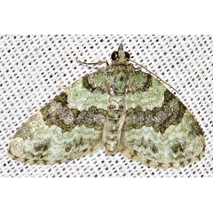 /filer/webapps/moths/media/images/D/dryas_Piercia_A_Braun_04.jpg