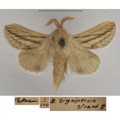 /filer/webapps/moths/media/images/S/signinervis_Beralade_AM_TMSA_02.jpg