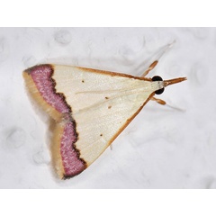 /filer/webapps/moths/media/images/M/marginata_Autocharis_A_Mazzei_02.jpg