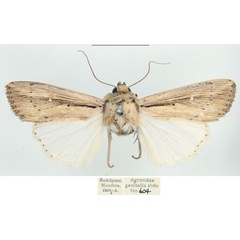 /filer/webapps/moths/media/images/C/curvula_Leucania_AM_BMNH.jpg