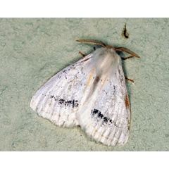 /filer/webapps/moths/media/images/I/incana_Phiala_A_Roland_01.jpg