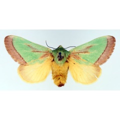/filer/webapps/moths/media/images/J/johannes_Latoia_AF_TMSA.jpg