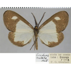 /filer/webapps/moths/media/images/N/notata_Geodena_AM_ZSMa.jpg