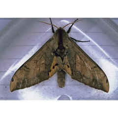 /filer/webapps/moths/media/images/J/joannoui_Pseudoclanis_A_Roland_01.jpg