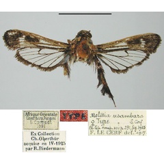 /filer/webapps/moths/media/images/U/usambara_Melittia_HT_MNHN.jpg