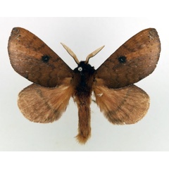 /filer/webapps/moths/media/images/P/punctillata_Europtera_AM_Basquin_02.jpg