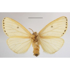 /filer/webapps/moths/media/images/P/punctigera_Paradrallia_AF_MGCLb_03.JPG