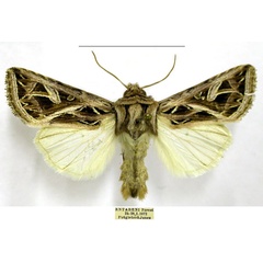 /filer/webapps/moths/media/images/L/leucosoma_Leumicamia_AM_TMSA.jpg