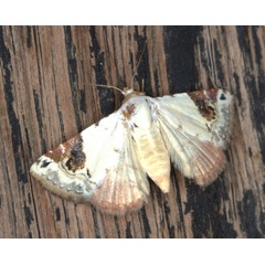 /filer/webapps/moths/media/images/E/ecthaemata_Eublemma_A_Heyns_02.jpg