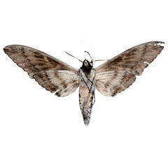 /filer/webapps/moths/media/images/P/ploetzi_Macropoliana_HT_SMCRb.jpg