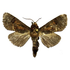 /filer/webapps/moths/media/images/D/durrelli_Geraldocossus_PT_MWM.jpg