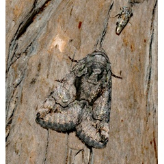/filer/webapps/moths/media/images/I/inferalis_Iambia_A_Roland_01.jpg