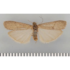 /filer/webapps/moths/media/images/C/camdeboo_Entephrilema_AF_TMSA.jpg