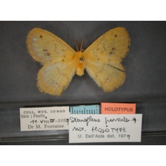 /filer/webapps/moths/media/images/P/parvula_Stenoglene_HT_RMCA_01.jpg