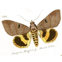 /filer/webapps/moths/media/images/M/magica_Corycia_HT_Hubner_93-535.jpg