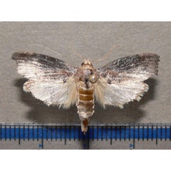 /filer/webapps/moths/media/images/M/mellonella_Galleria_A_Goff_01.jpg