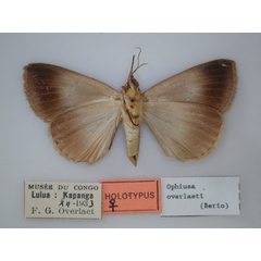 /filer/webapps/moths/media/images/O/overlaeti_Ophiusa_HT_RMCA_02.jpg