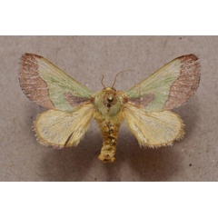 /filer/webapps/moths/media/images/L/latistriga_Latoia_A_Butler.jpg