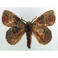 /filer/webapps/moths/media/images/L/leonina_Closterothrix_AM_Basquin_02.jpg