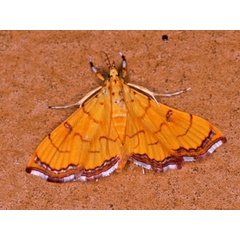 /filer/webapps/moths/media/images/C/charopalis_Isocentris_A_Roland_01.jpg