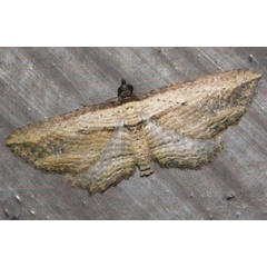 /filer/webapps/moths/media/images/M/minuata_Horismea_A_Grobler.jpg