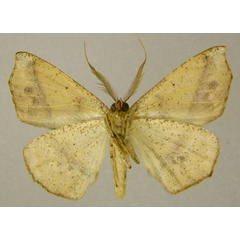/filer/webapps/moths/media/images/F/ferruginaria_Psilocerea_AM_ZSMb.jpg