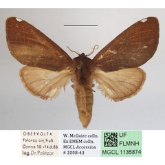 /filer/webapps/moths/media/images/O/oneili_Scalmicauda_A_MGCLa_03.JPG