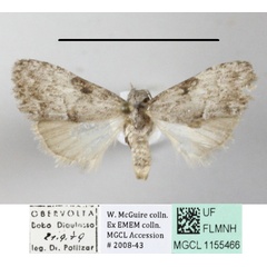 /filer/webapps/moths/media/images/P/phaeocraspis_Mecothrix_A_MGCLa_01.JPG