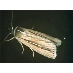 /filer/webapps/moths/media/images/M/melianoides_Mythimna_A_Roland_01.jpg