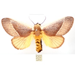 /filer/webapps/moths/media/images/A/albicosta_Latoia_AF_BMNH_wqPGAwd.jpg