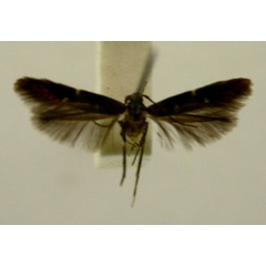 /filer/webapps/moths/media/images/E/effulgens_Limnaecia_HT889_TMSA_01.jpg