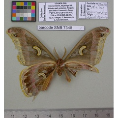 /filer/webapps/moths/media/images/U/ugandensis_Epiphora_NT_MfNb.jpg
