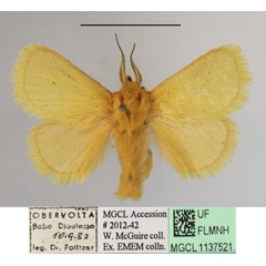 /filer/webapps/moths/media/images/C/confusa_Xanthopteryx_A_MGCLa_01.JPG