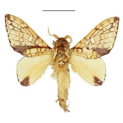 /filer/webapps/moths/media/images/C/castanea_Hypotrabala_AM_ANHRT.jpg