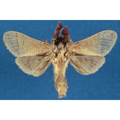 /filer/webapps/moths/media/images/I/isakaensis_Haberlandia_HT_RMCA_wB36mJr.jpg
