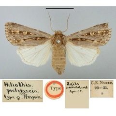 /filer/webapps/moths/media/images/P/pictifascia_Heliothis_HT_BMNH.jpg