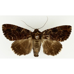 /filer/webapps/moths/media/images/V/variegata_Tolna_AM_TMSA_02.jpg