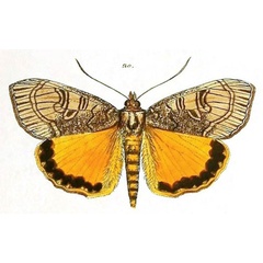 /filer/webapps/moths/media/images/M/maenas_Aegocera_HT_Herrich-Schaffer_20.jpg