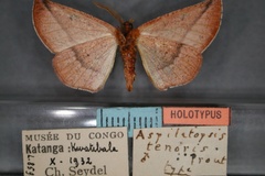 Drepanogynis tenoris